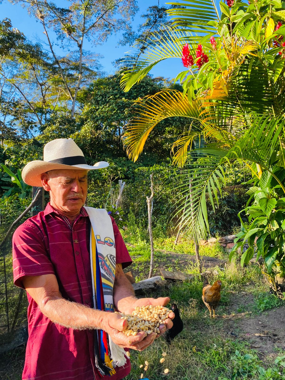 Agricultor colombiano sosteniendo granos de café