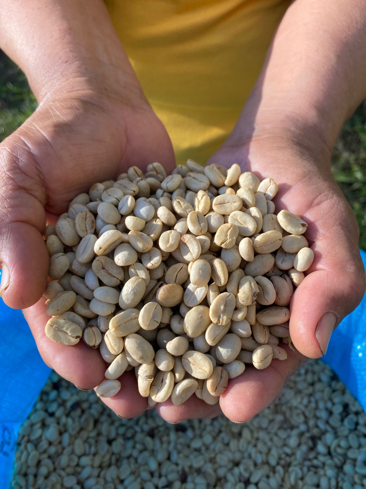 Manos de mujer sosteniendo café pergamino