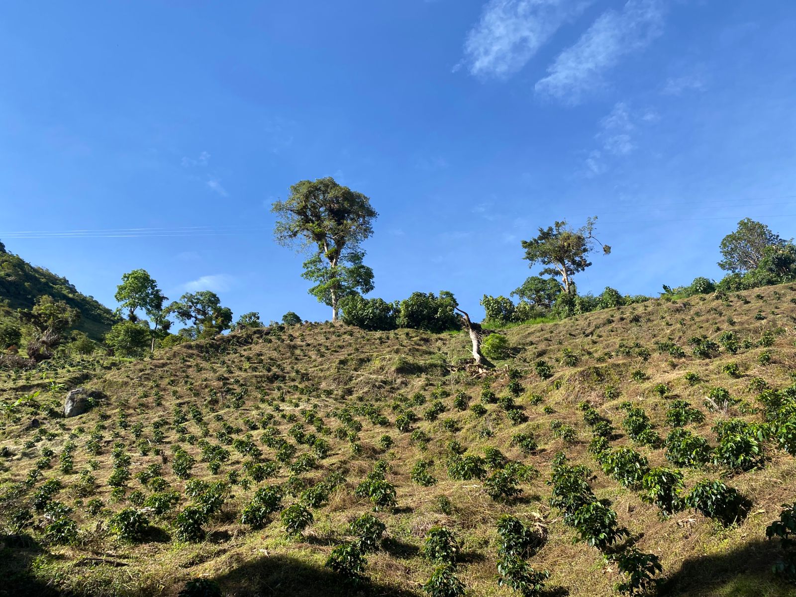Paisaje de la finca de café en San Antonio