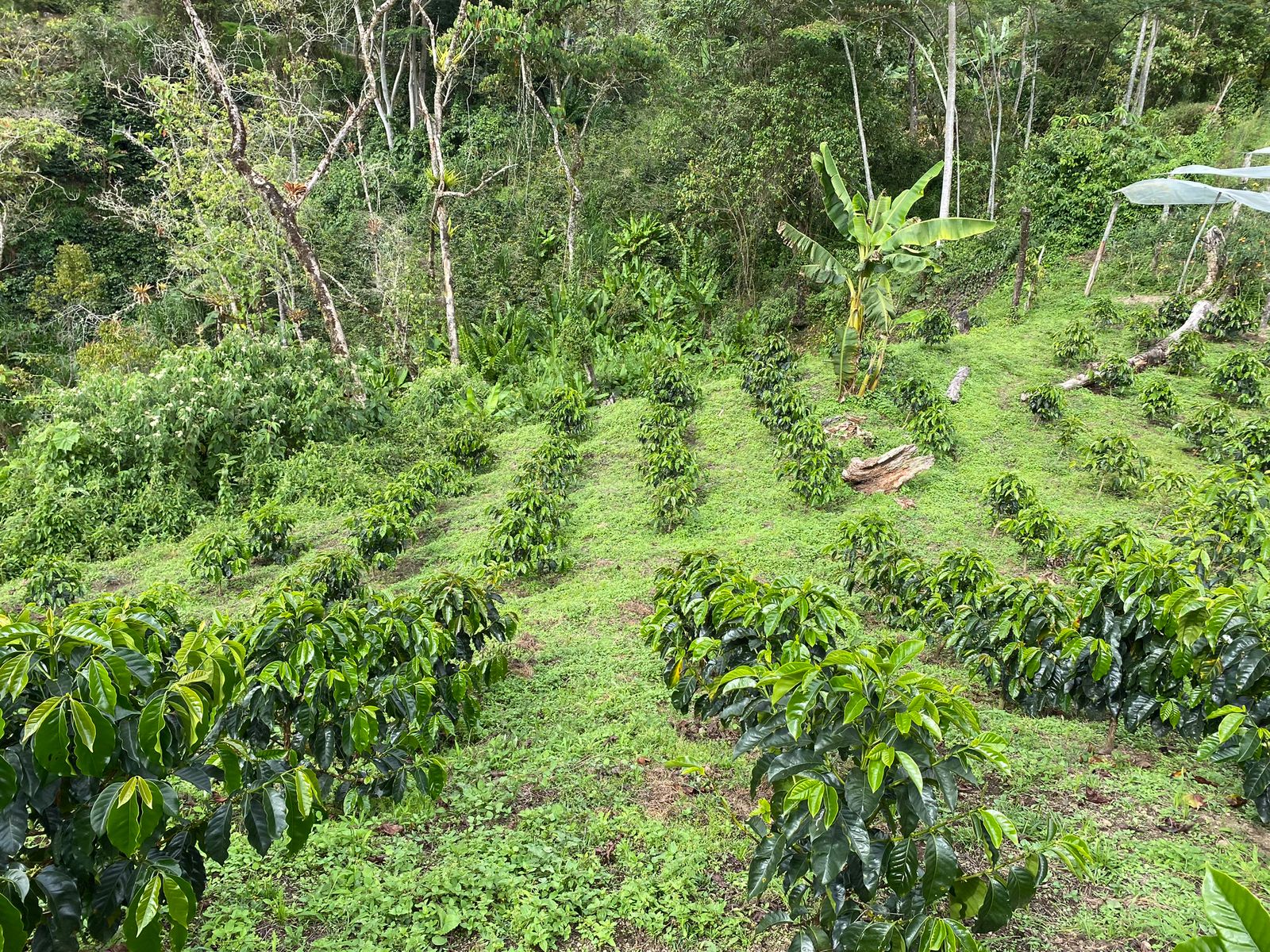 Paisaje de la finca de café en San Antonio