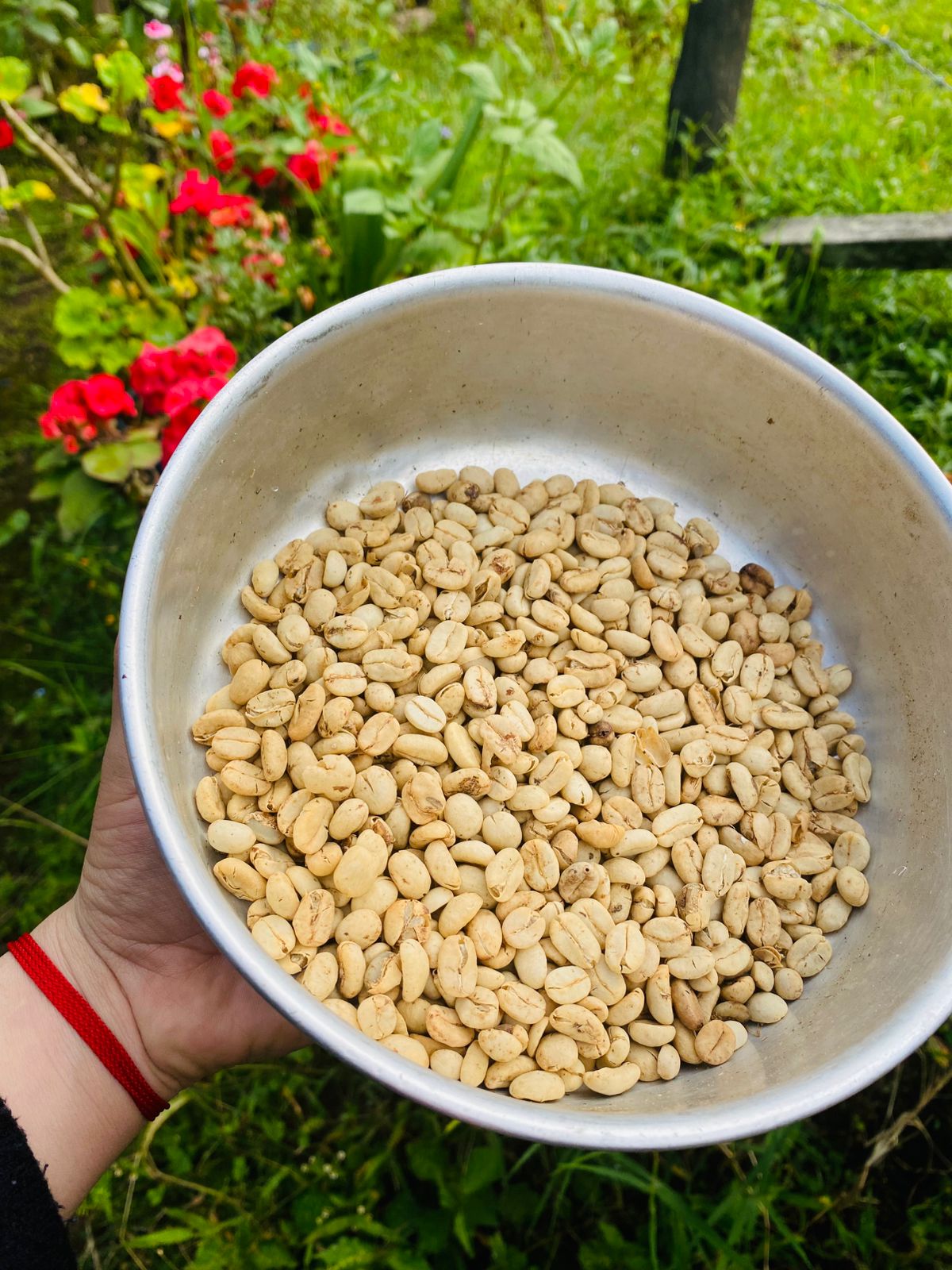 Granos de café después de ser despulpados
